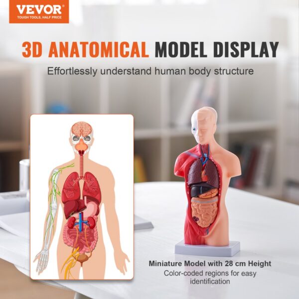 VEVOR human body model showcasing 3d anatomical display with color-coded regions for easy identification