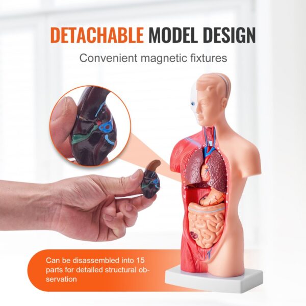 detachable VEVOR human body model with magnetic fixtures, showing detailed internal organs and parts.