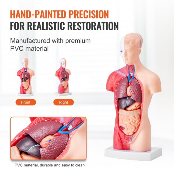 VEVOR human body model made of durable pvc, showcasing internal organs with hand-painted precision.