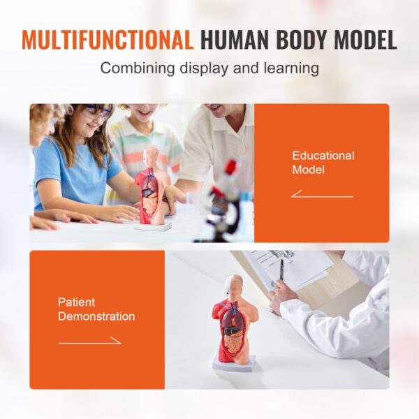 VEVOR human body model for educational purposes and patient demonstration.