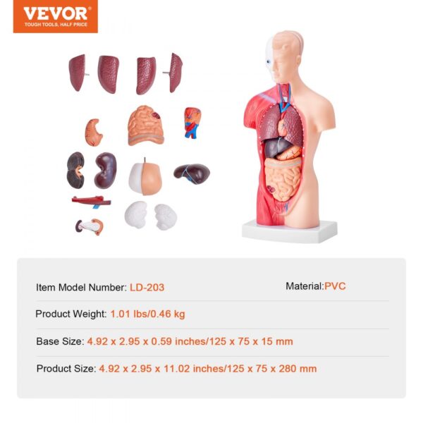 VEVOR human body model showcasing removable organs and anatomical structure on a white base.