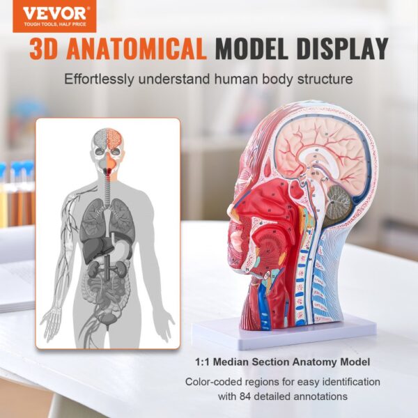 VEVOR anatomical head model on display with detailed internal structures and color-coded annotations.