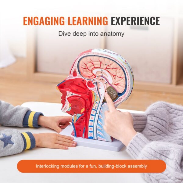 hands interacting with detailed VEVOR anatomical head model for a fun and educational learning experience.