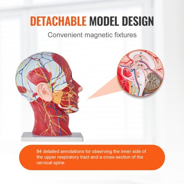 VEVOR anatomical head model with detachable design and 84 detailed annotations for study and education.