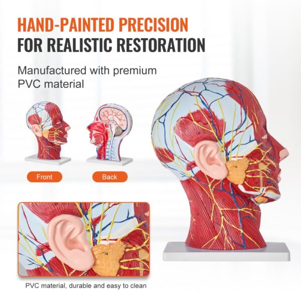 VEVOR anatomical head model showcasing hand-painted precision details and realistic restoration, pvc material.