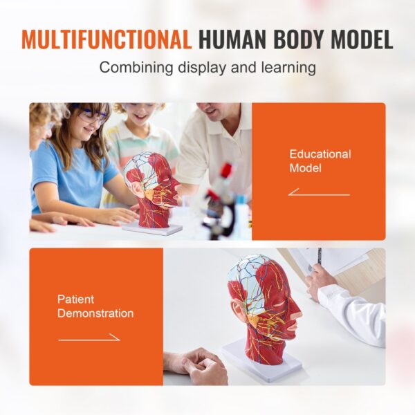 multifunctional VEVOR anatomical head model for educational and patient demonstration use.