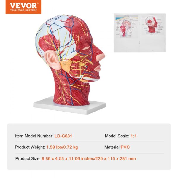 VEVOR anatomical head model showing detailed nerve and muscle structures, with specification sheet.