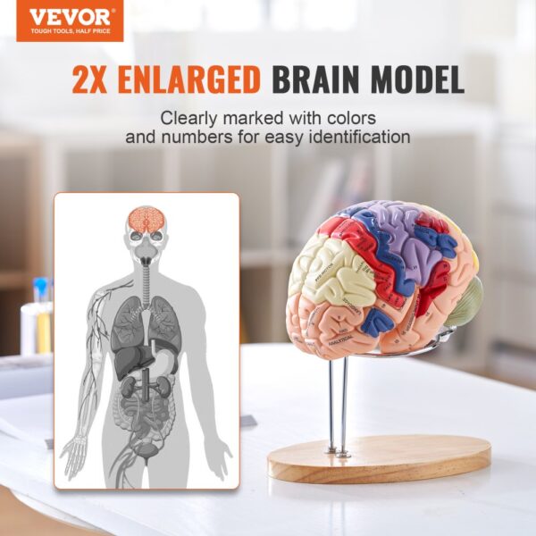 VEVOR human brain model, 2x enlarged, color-coded sections, and numbers for easy identification.