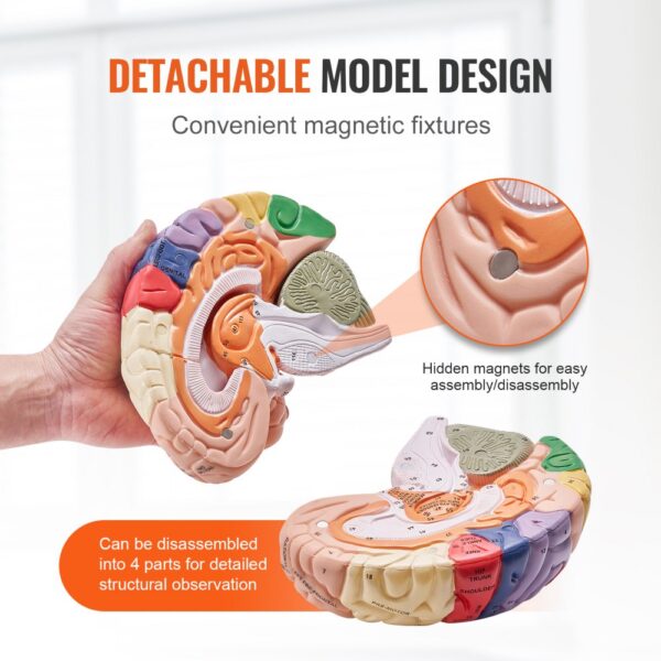 VEVOR human brain model with detachable design, magnetic fixtures, and detailed structural observation.