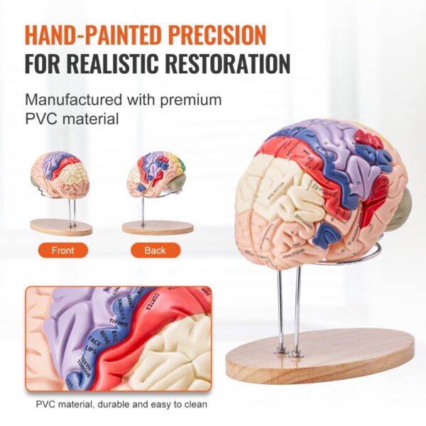 hand-painted VEVOR human brain model on wooden base, front and back views, premium pvc material.