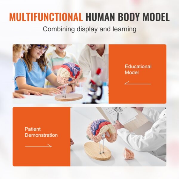 VEVOR human brain model used for educational purposes and patient demonstrations on a table.