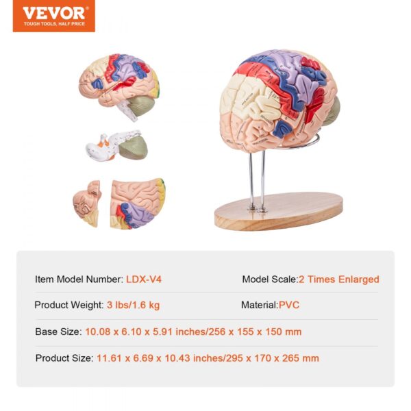 VEVOR human brain model ldx-v4, 2x enlarged, pvc material, on a wooden stand, with labeled regions.