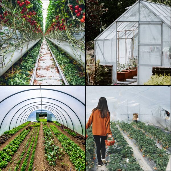 greenhouses with VEVOR greenhouse film, showcasing plants and crops indoors.